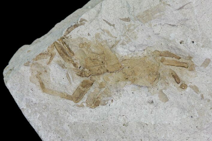 Fossil Pea Crabs (Pinnixa) From California - Miocene #85288